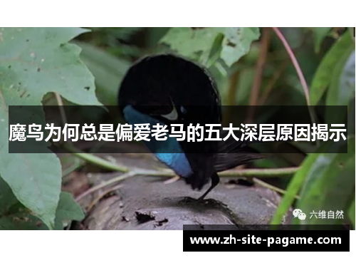 魔鸟为何总是偏爱老马的五大深层原因揭示 魔鸟为何总是偏爱老马的五大深层原因揭示